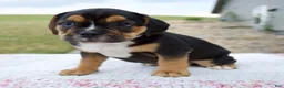 Beabull dogs for sale: Ginger - Ad 2