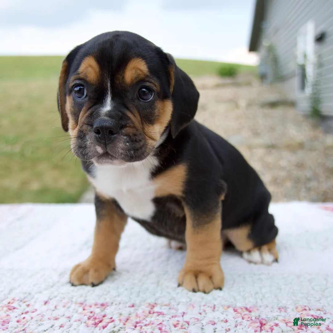 Beabull dogs for sale: Ginger - Ad 2