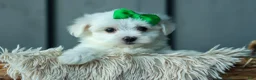 Maltese dogs for sale: PACO - Ad 11