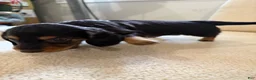 Miniature Dachshund dogs for sale: Miniature Dachshund 1 - Ad 19
