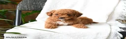 Mini Goldendoodle dogs for sale: Adeline  - Ad 5