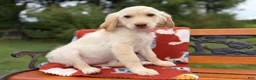 Mixed Breed dogs for sale: Butterscotch (Girl) - Ad 7