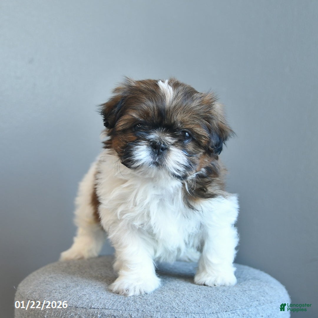 Shih Tzu dogs for sale: Cream Puff  - Ad 3