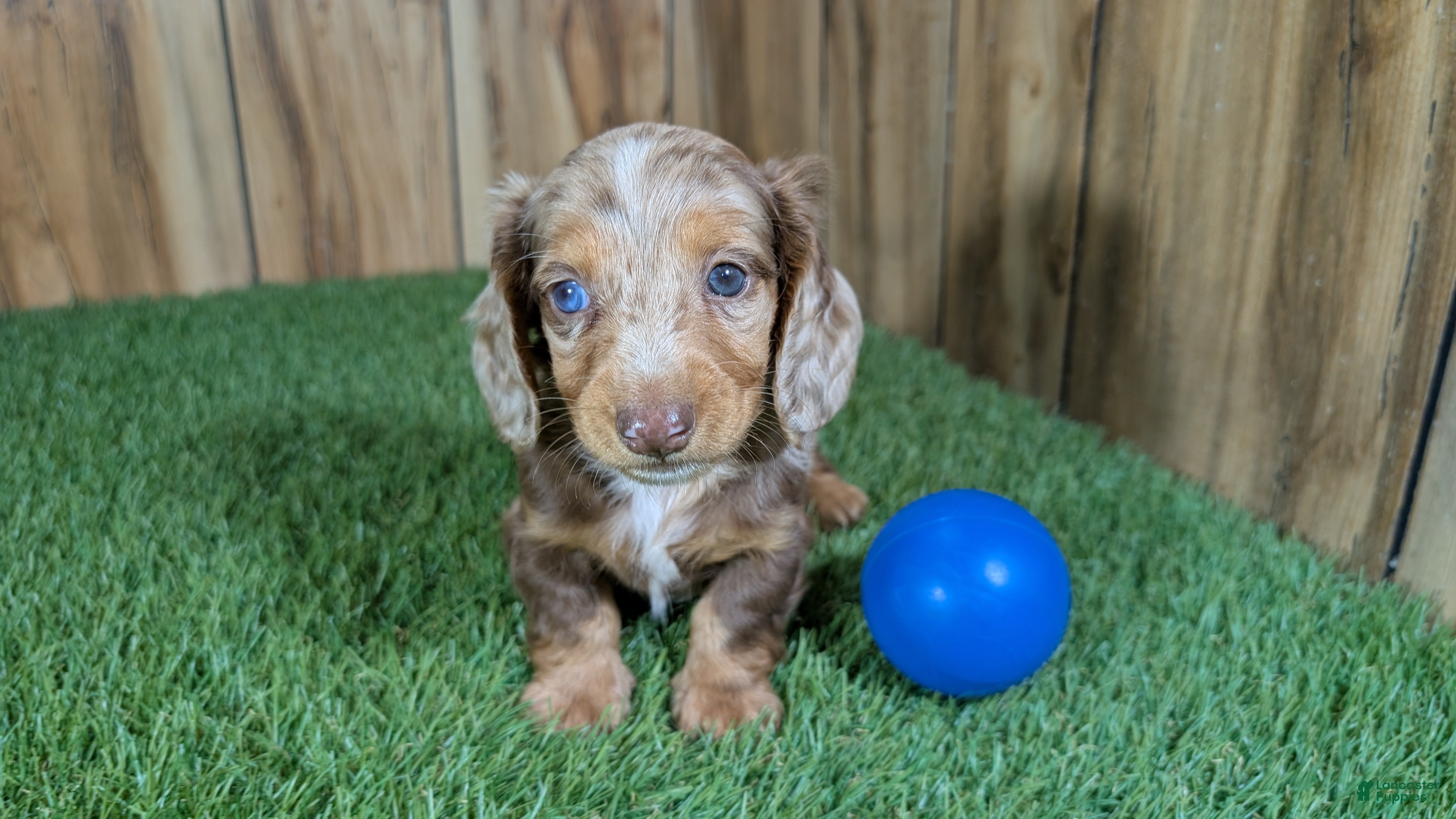 Dachshund dogs Crackers Boy 1 - Ad 1