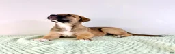 Mixed Breed dogs for sale: Mack - Ad 3