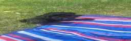 Shihpoo dogs for sale: Roxy - Ad 9