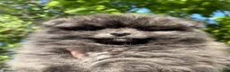 Pomeranian dogs for sale: Panda  - Ad 1