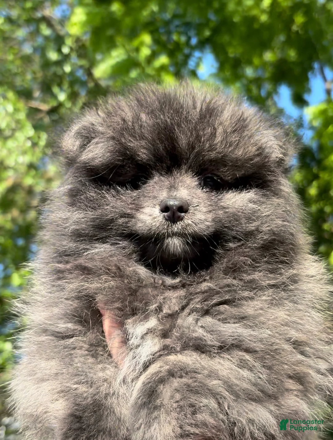Pomeranian dogs for sale: Panda  - Ad 1