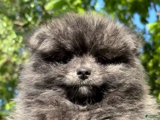 Pomeranian dogs for sale: Panda - Ad 4