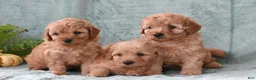 Cockapoo dogs for sale: Molly - Ad 4