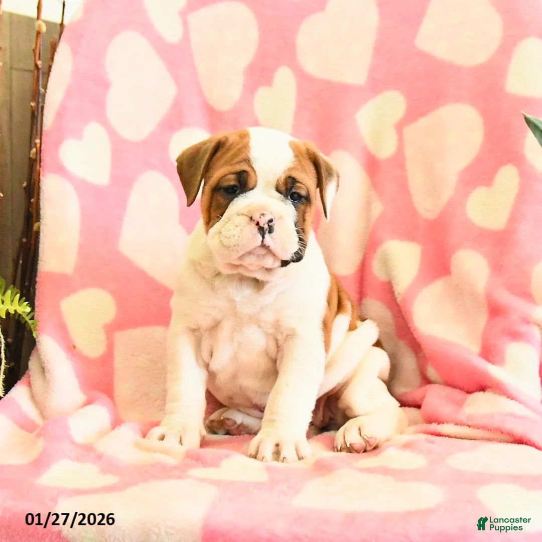 Olde English Bulldogge dogs for sale: Blossom - Ad 4