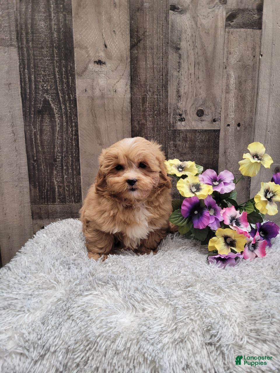 Pekapoo dogs Wilbur - Ad 1