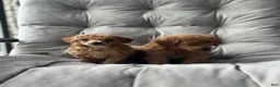 Toy Poodle dogs for sale: AKC Rocko - Ad 40