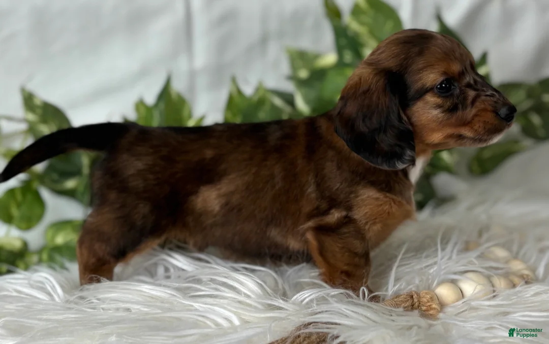 Miniature Dachshund dogs for sale: Sundance Kid Miniature Dachshund  - Ad 15
