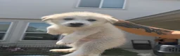 Mixed Breed dogs for sale: Mixed Breed 2 - Ad 1
