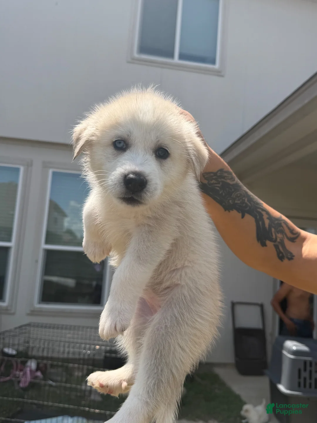 Mixed Breed dogs for sale: Mixed Breed 2 - Ad 1