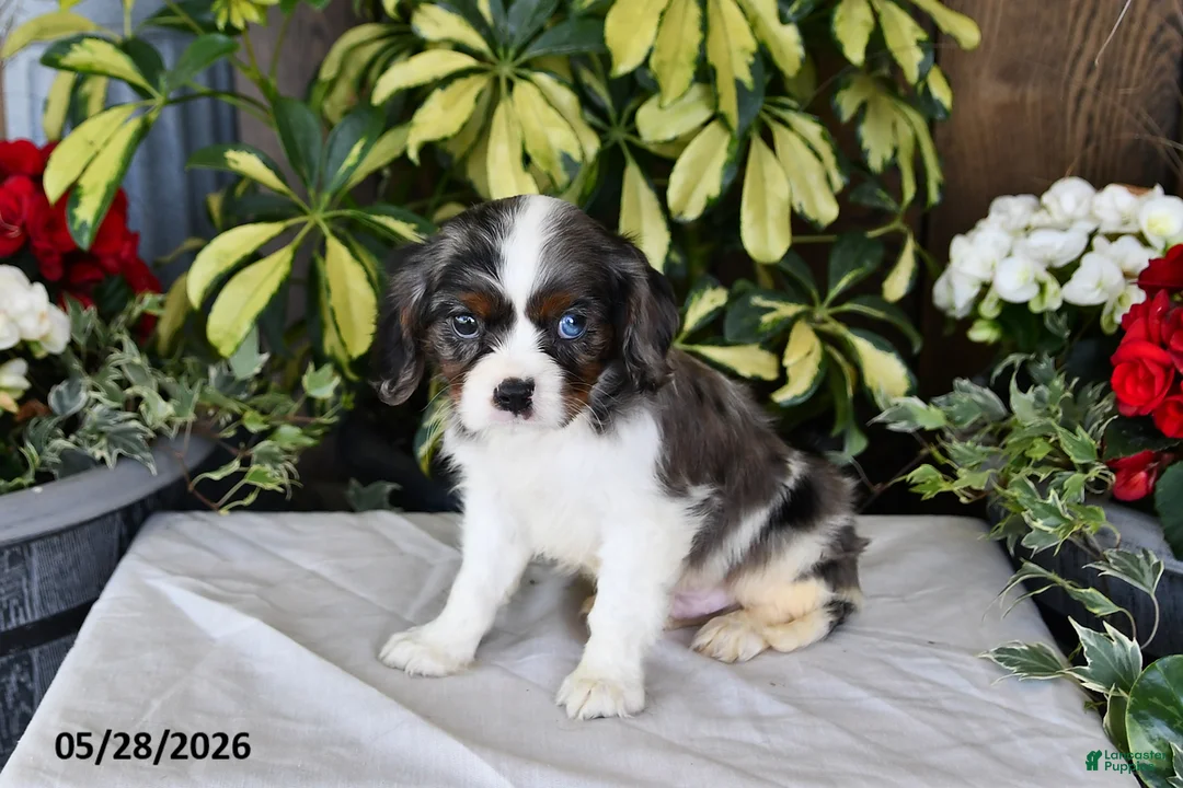 Cavalier King Charles Spaniel dogs for sale: Rocky - Ad 5