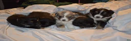 Miniature Australian Shepherd dogs for sale: Male #2 - Cassian - Ad 15