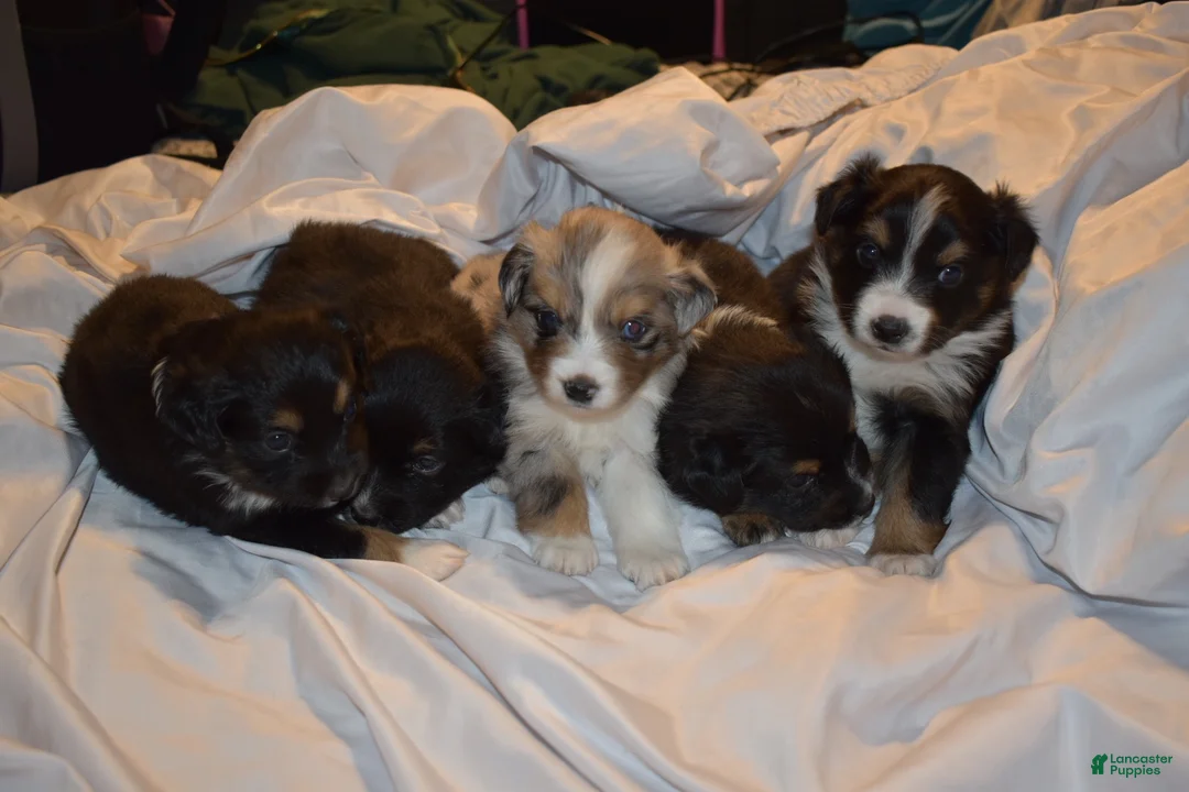 Miniature Australian Shepherd dogs for sale: Male #2 - Cassian - Ad 15