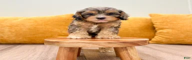 Biscuit
