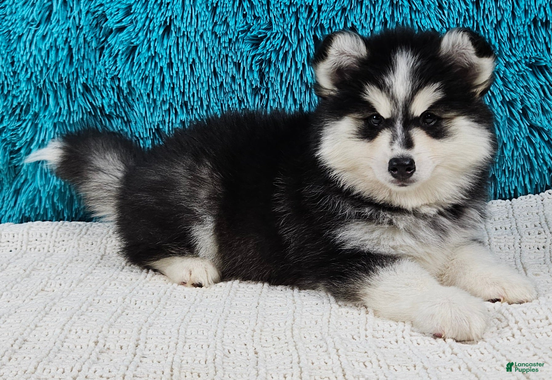 Pomsky dogs Piper - Ad 26