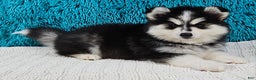 Pomsky dogs for sale: Piper - Ad 1
