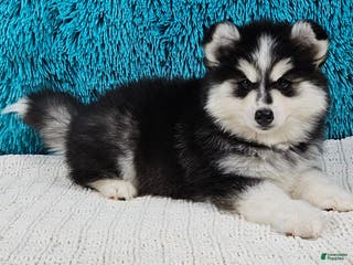 Pomsky dogs Piper - Ad 36