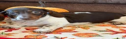 Miniature Dachshund dogs for sale: John - Ad 3