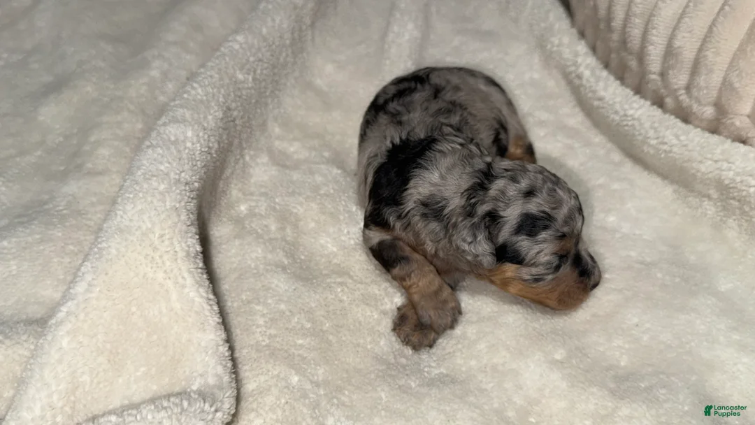 Toy Poodle dogs for sale: Domino - Ad 2