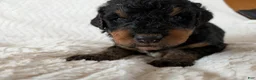 Mixed Breed dogs for sale: Mort - Ad 13