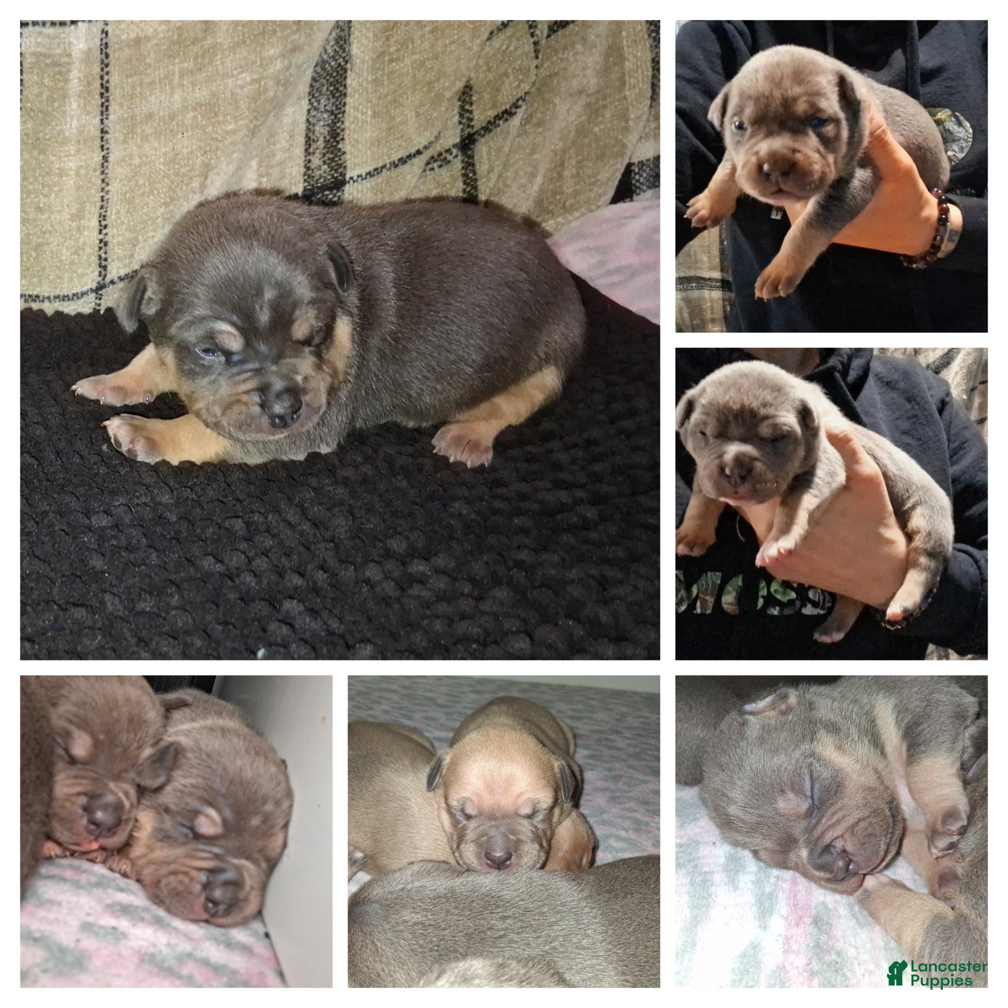 American Bully dogs American Bully Puppy 6 - Ad 1