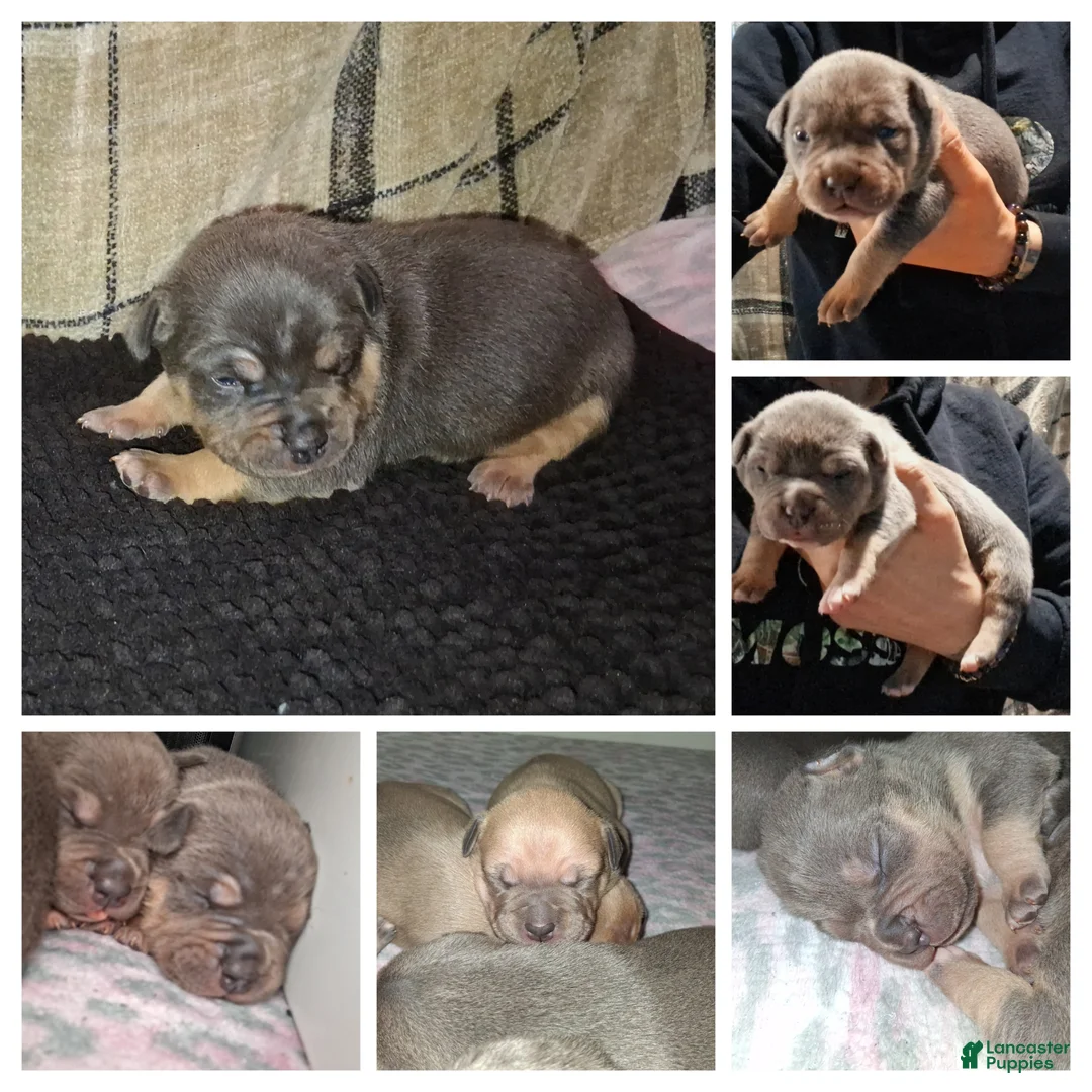 American Bully dogs for sale: American Bully Puppy 6 - Ad 1