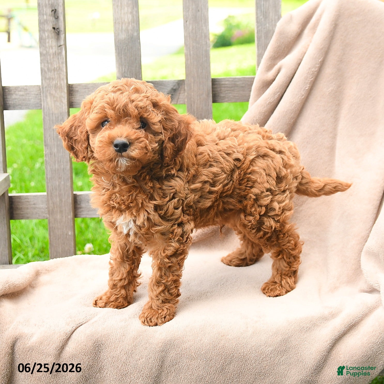 Cavapoo dogs Keegan - Ad 1