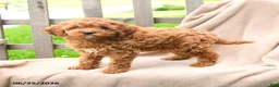 Cavapoo dogs for sale: Keegan - Ad 1