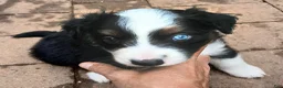 Miniature Australian Shepherd dogs for sale: Miniature Australian Shepherd Puppy 1 - Ad 1