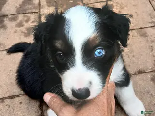 Miniature Australian Shepherd dogs Miniature Australian Shepherd Puppy 1 - Ad 17