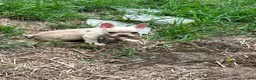 French Bulldog dogs for sale: French Bulldog 1 - Ad 6