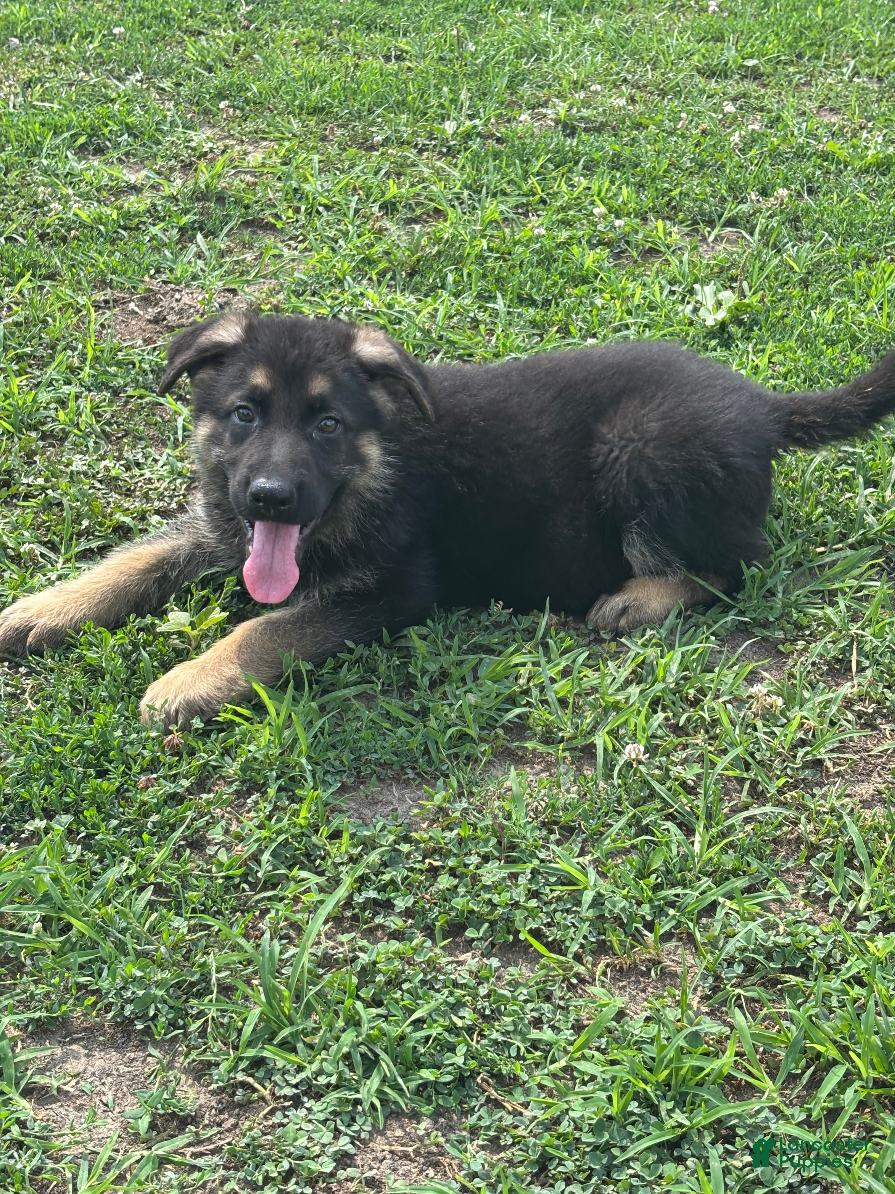 German Shepherd dogs Ace - Ad 1