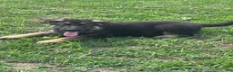 German Shepherd dogs for sale: Ace - Ad 1