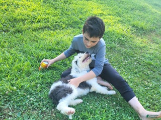 Old English Sheepdog dogs - Ad 1