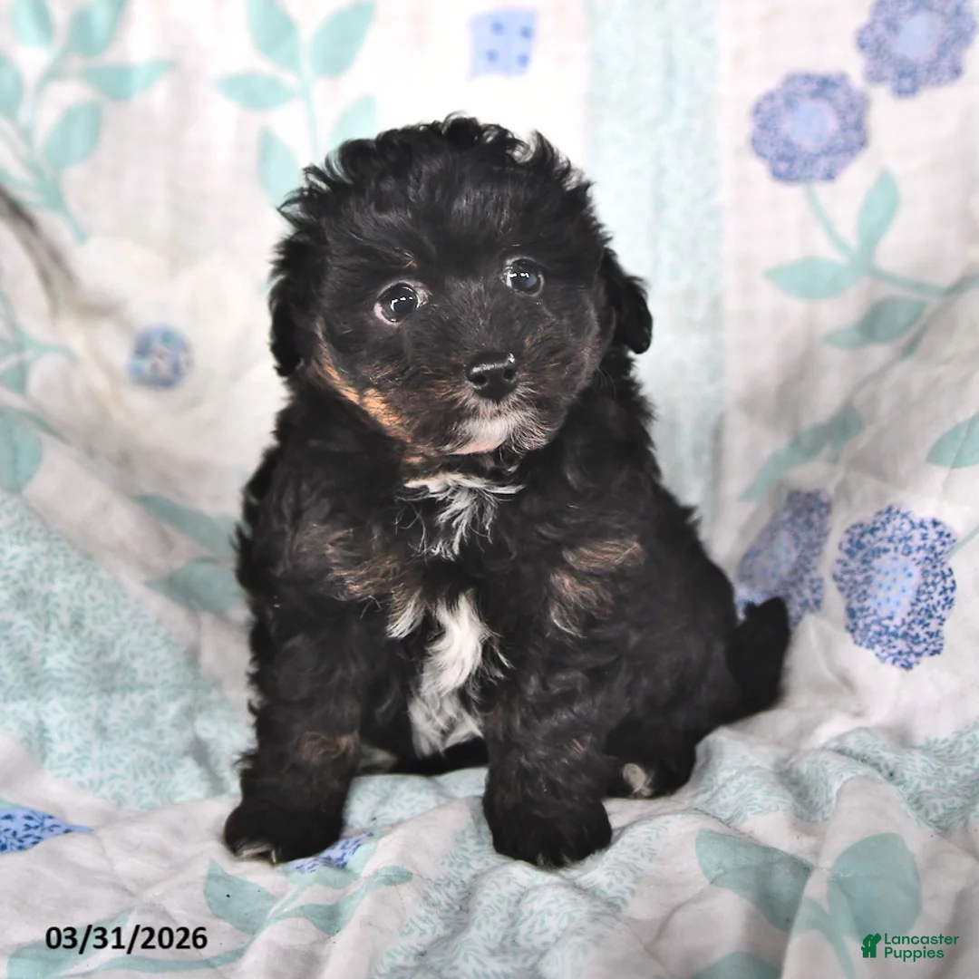 Mini Aussiedoodle dogs for sale: Maggie - Ad 2