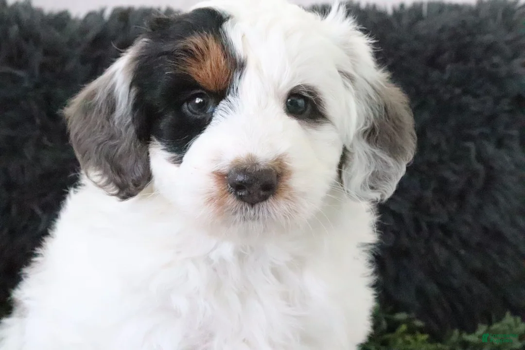 Mini Bernedoodle dogs for sale: Oreo - Ad 2