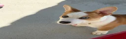 Welsh Corgi Pembroke dogs for sale: Welsh Corgi Pembroke  - Ad 8
