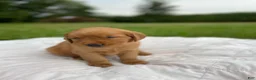 Golden Retriever dogs for sale: Pixie - Ad 13
