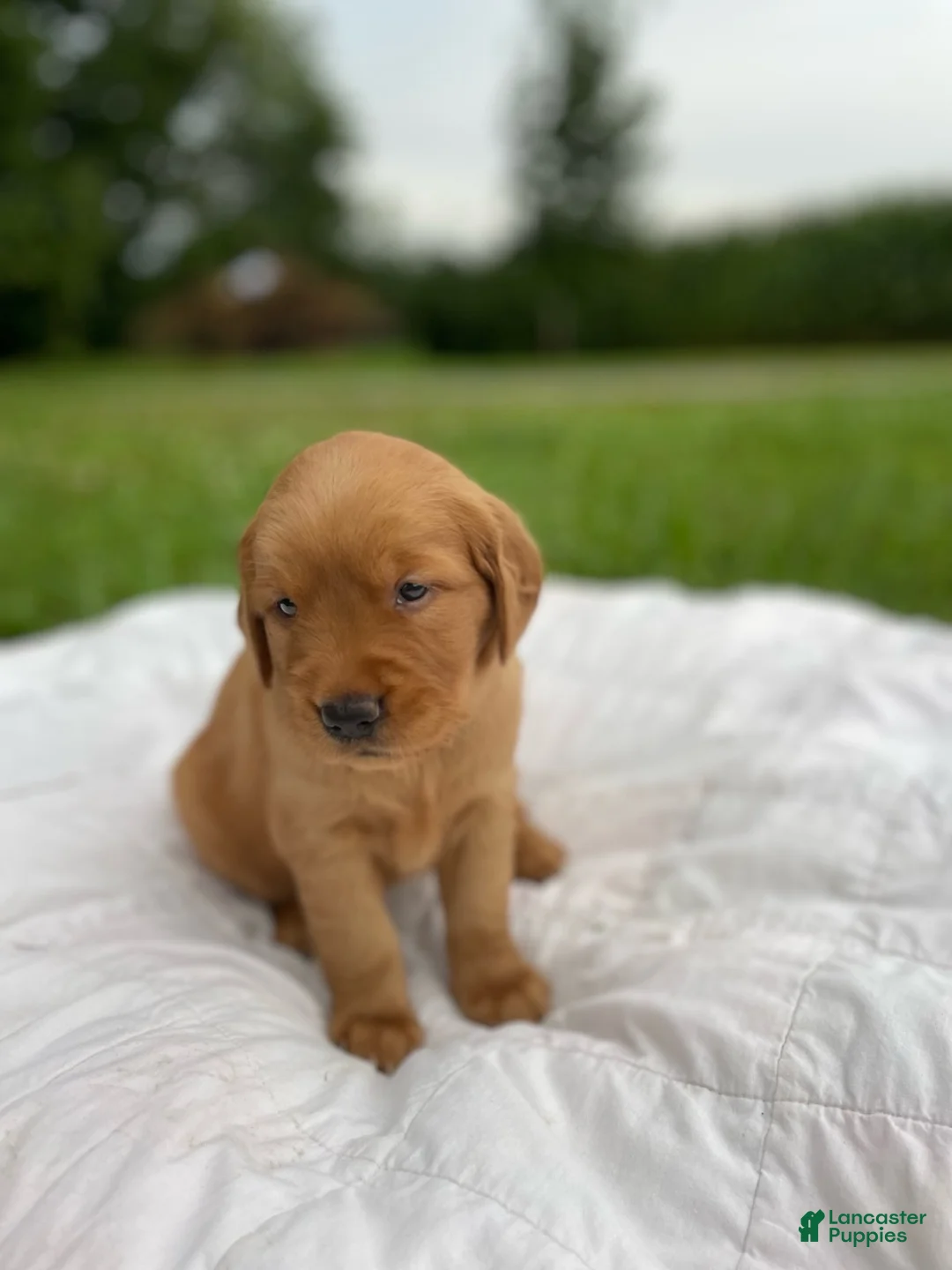 Golden Retriever dogs for sale: Pixie - Ad 13