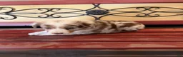 Border Collie dogs for sale: Specks - Ad 51