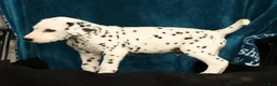 Dalmatian dogs for sale: Riley - Ad 9