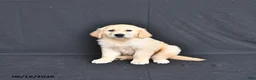 Golden Retriever dogs for sale: Jordy - Ad 4