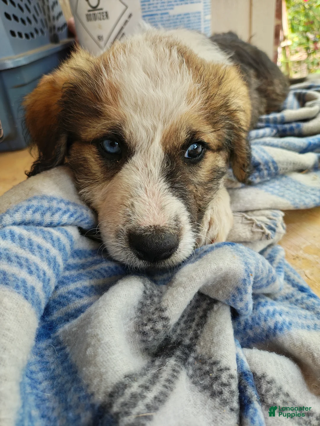 Mixed Breed dogs for sale: Milo - Ad 2