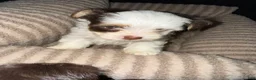 Yorkshire Terrier dogs for sale: Cookies and Cream - Ad 4